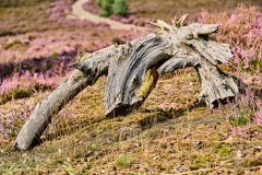 210903 Fischbeker Heide2021 2052