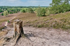 210903 Fischbeker Heide2021 2151