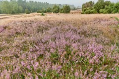 210903 Fischbeker Heide2021 4055