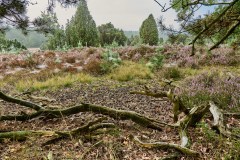 210903 Fischbeker Heide2021 4930