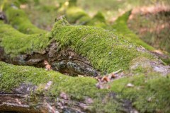 200919 Kellerwald Edersee 0313