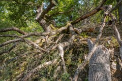 200919 NP Kewlerwald 3404