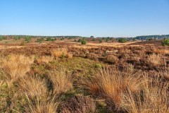 201108 Lüneburger Heide2020 4158