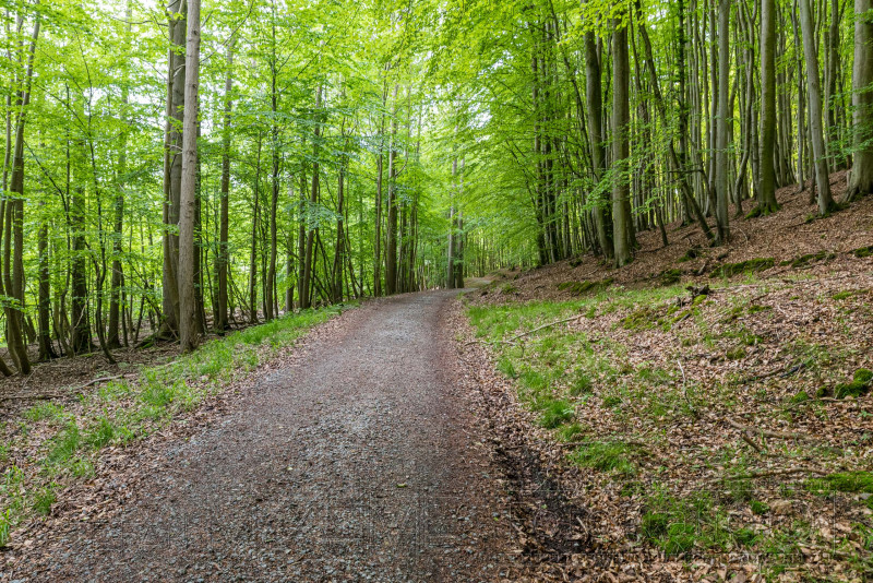 190601 Jasmund 0859