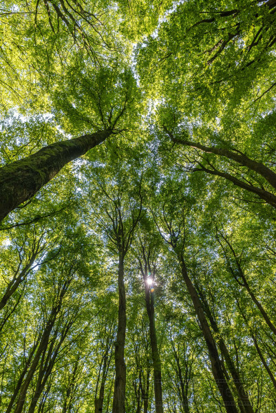 190601 Jasmund 3124