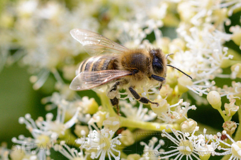 Verschiedene Tiere