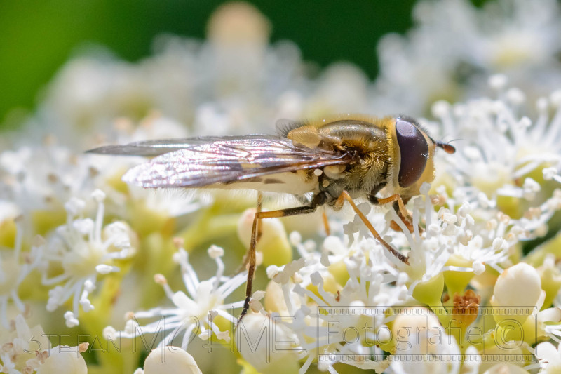 Verschiedene Tiere