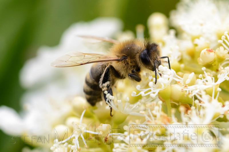 Verschiedene Tiere