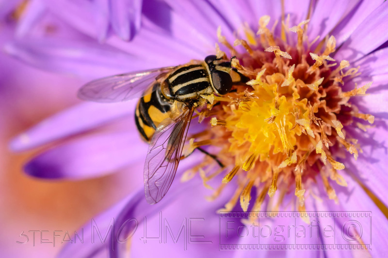 Verschiedene Tiere