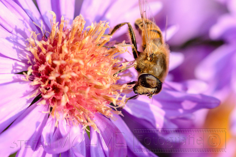 Verschiedene Tiere