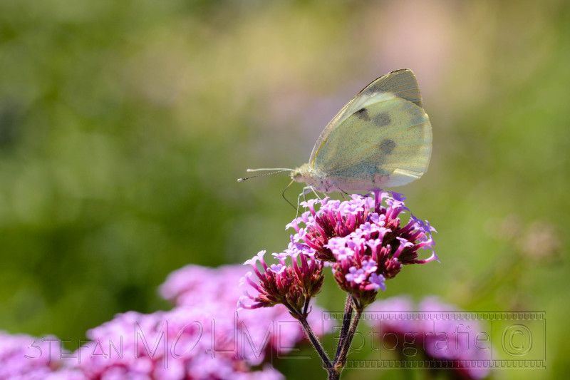 Sommer