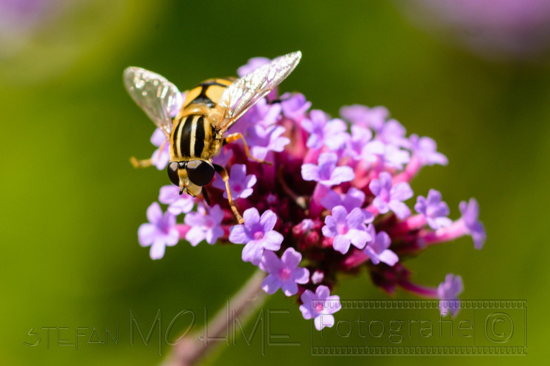 Sommer