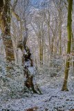 043_Hasbruch Schnee