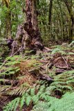 240304 Wald La Gomera 2250