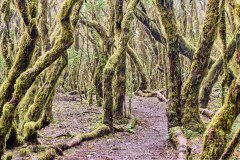 240304 Wald La Gomera 3518