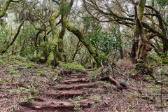 240304 Wald La Gomera 5731