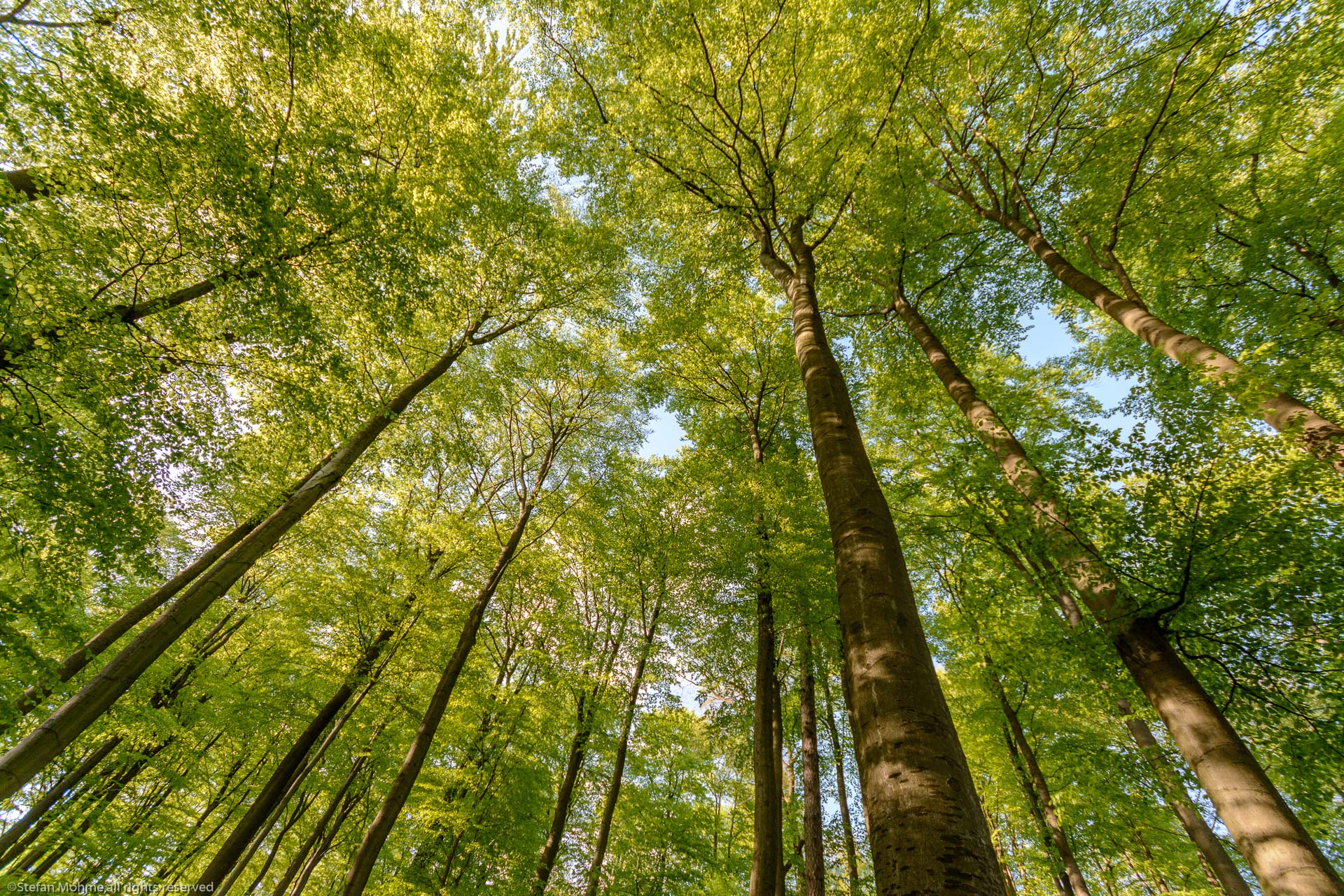 Viele gruene Buchen