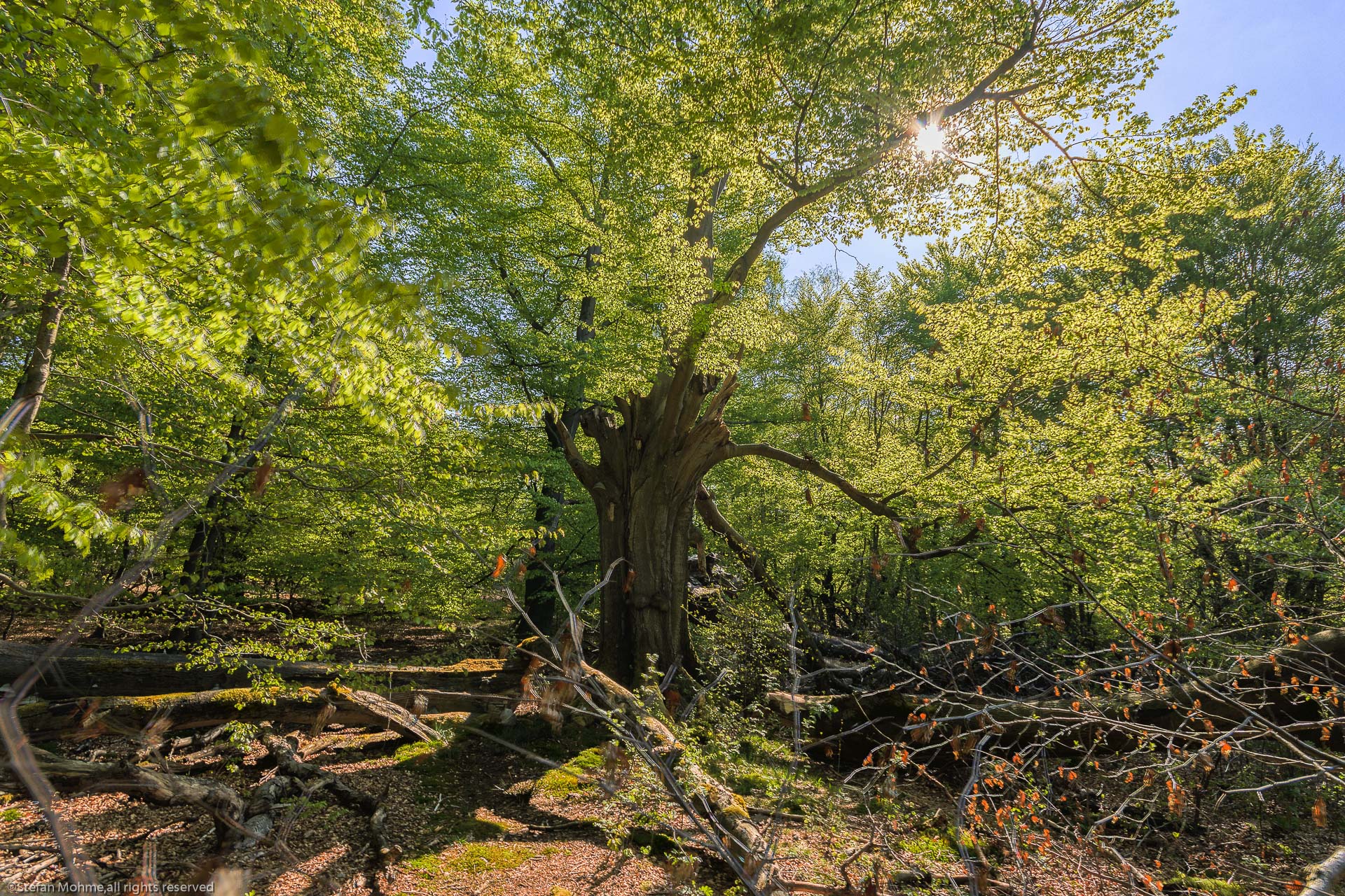 Alter Baum i8m Wald