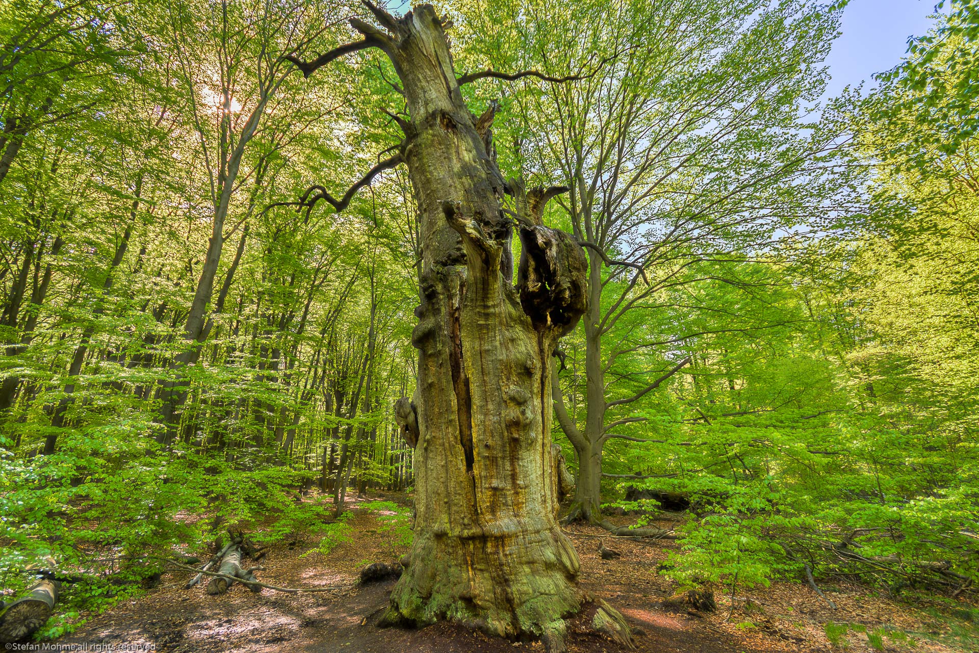 Alte Eiche im Urwald Sababurg