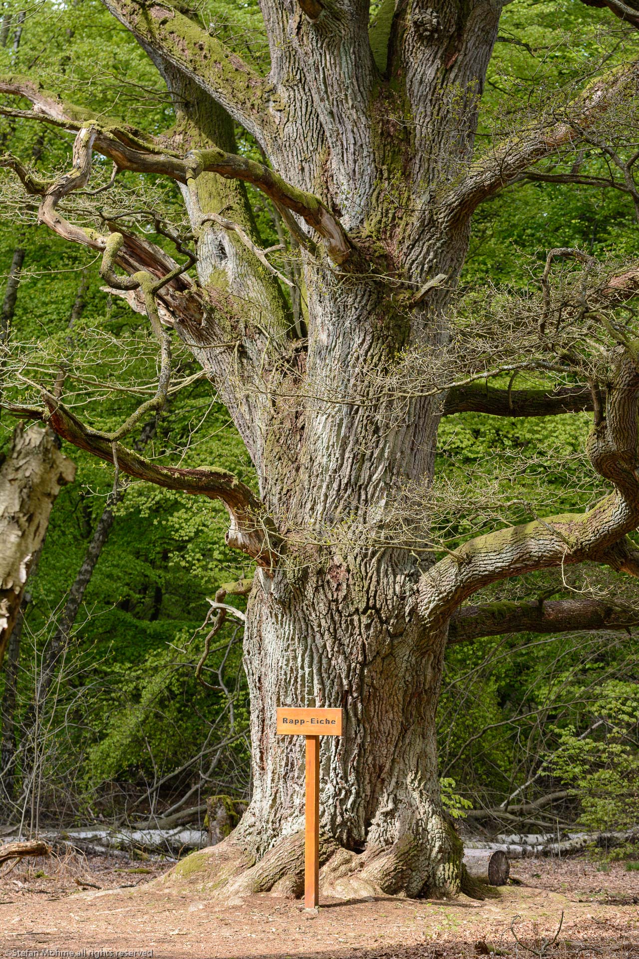 Alte Eiche im Wald Sababurg