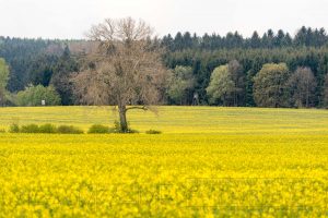 Baum, Rapsfeld,gelb,Wald