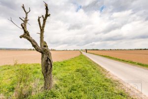 Baum,Strasse,tot,wiese,feld,himmel,wolken