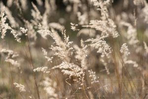 Wiese,Gegenlicht,Gras,Farn,Nahaufnahme