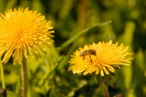 Biene,Bluete,gelb,Nahaufnahme,Insekten