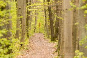 Wald,Baeume,greun,Blaetter,Laub,Schilder