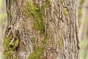 Baum,Rinde,Baumstamm,Struktur,Details