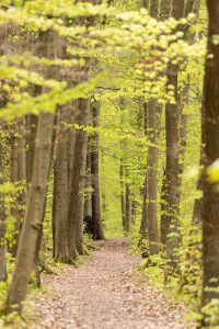 Wald,baueme,laub