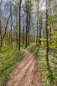 Wald,gegenlicht,natur,baumstaemme,laub