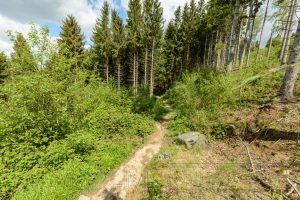 Natur,Harz,baeume,wald,himmel,wolken