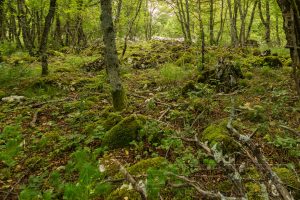 Wald,urwald,natur,landschaft,kroatien,baeume