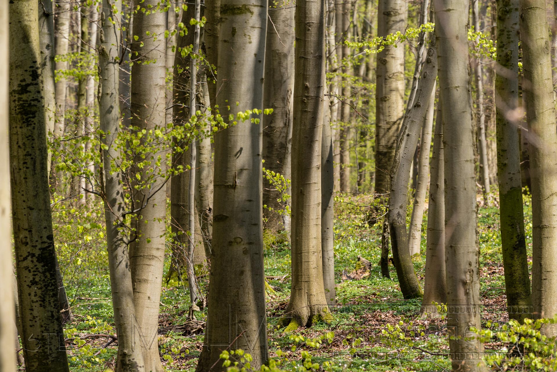 Wanderung im Nationalpark Hainich in Thüringen.