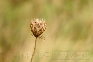 Bluete,nahaufnahme,wiese,details