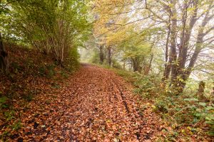 Weg,Zaun,natur,eidertal,landschaft