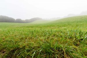 Wiese,felder,gras,nebel,landschaft,natur,eidertal