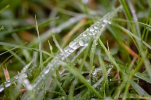 Tau,tropfen,natur,nahaufnahme,macro,gras