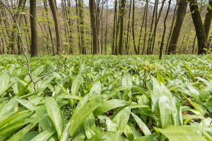 Wald,hainich,baeume,pflanzen ,gruen,natur,nahaufnahme,wald