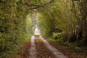 Herbst,laub,baeume,weg,farbe,licht