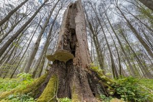 Baum,wald,baumstamm,pilz,nahaufnahme