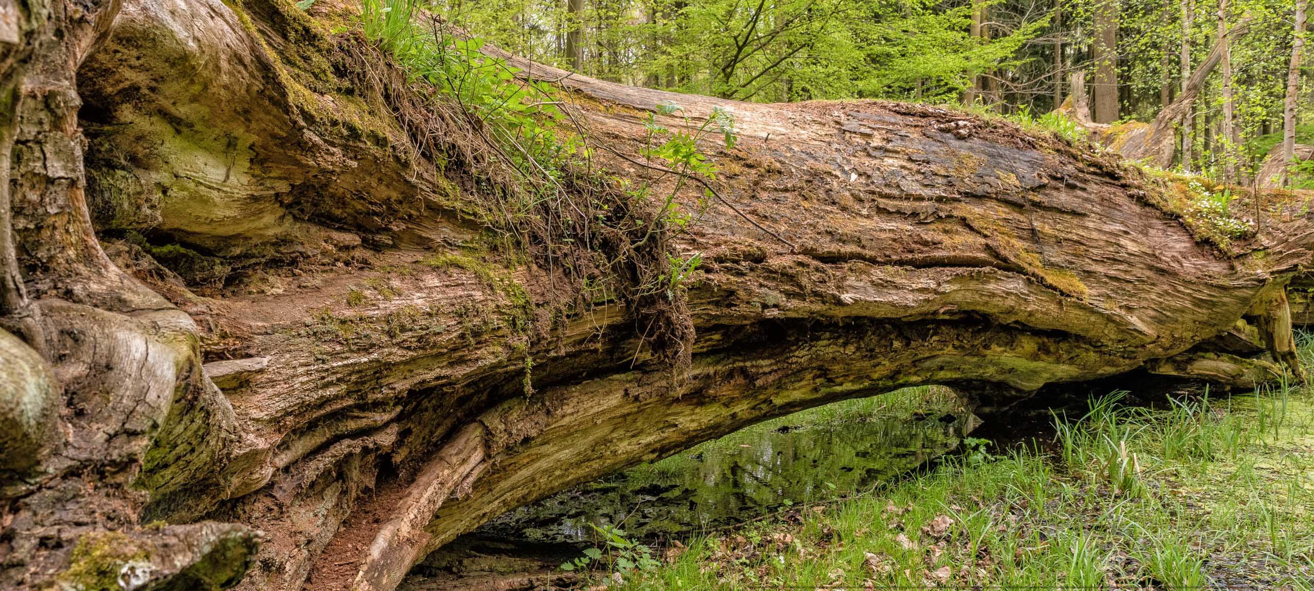 Baum,eiche,alt,nahaufnahme,totholz,natur