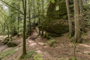 elbsansteingebirge,natur,wald,moos,landschaft,baeume,wald