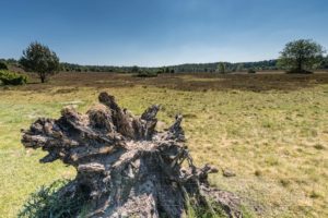 landschaft,lueneburger heide,wiese,totholz,wurzel