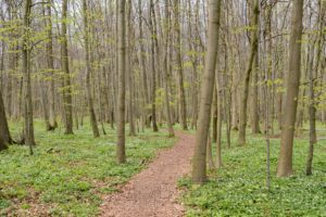 weg,waldweg,hainich,natur,baeume