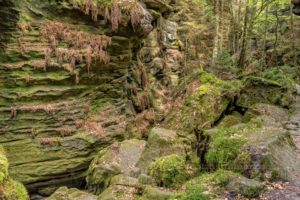 wald,baeume,moos,landschaft,natur,saechsische schweiz