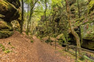 wald,baeume,moos,landschaft,natur,saechsische schweiz