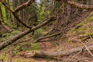 wald,baeume,moos,landschaft,natur,saechsische schweiz