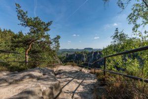 wald,baeume,moos,landschaft,natur,saechsische schweiz